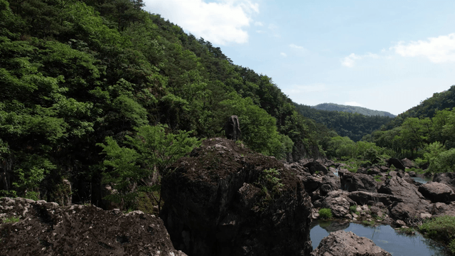 바위가 있는 울창한 숲