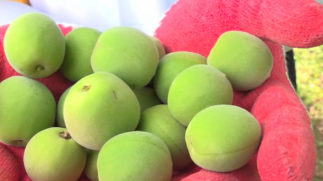 Fresh green plums held in gloved hands