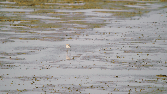 Sandpiper busily foraging on the muddy tidal shore