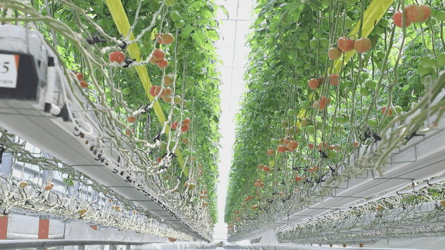 Greenhouse with tomatoes growing, viewed from below