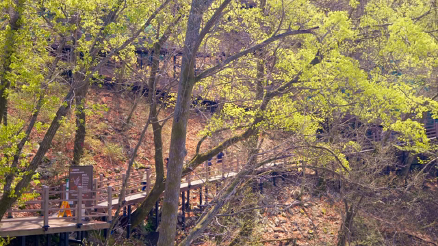 A wooden walkway through a lush forest