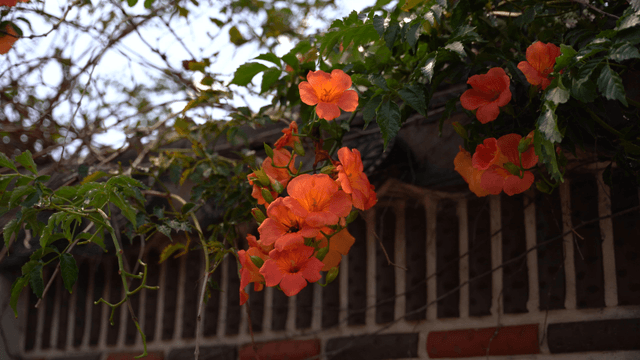 Orange trumpet flowers blooming over wall