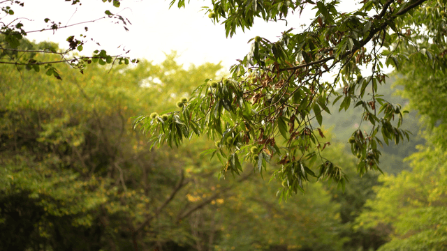 Green chestnut branch in forest