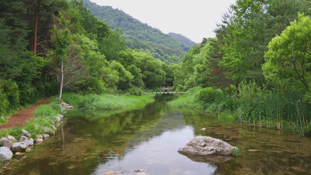 Quiet stream in a dense forest