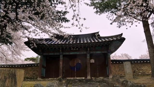 벚꽃이 핀 전통 한옥