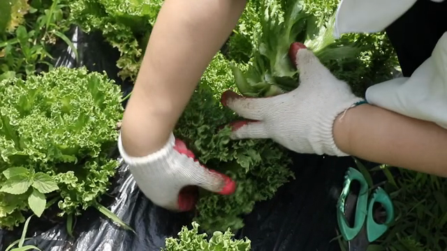 Hands harvesting fresh lettuce in a garden