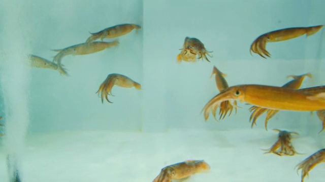 Squids swimming in a clear aquarium