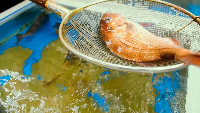Fish being caught in a tank with a net