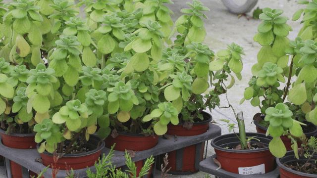 Potted plants in a greenhouse