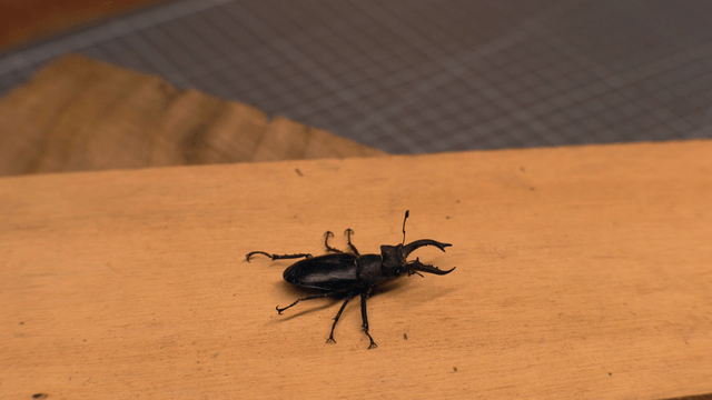 Stag beetle on a wooden surface