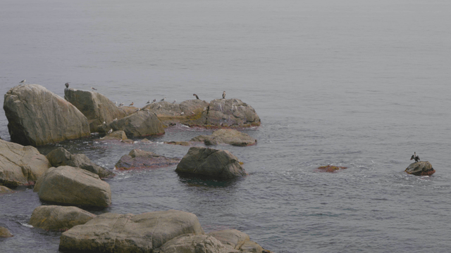 바위 위로 바닷새들이 쉬고 있는 해안가