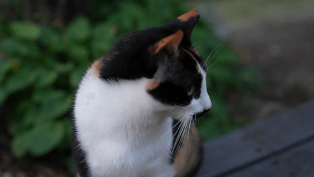 Grooming calico cat on a wooden bench