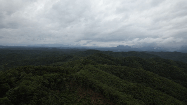 Vast forest under a cloudy sky