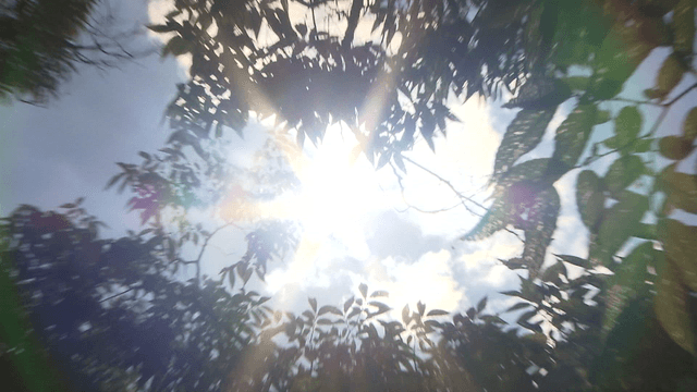 Sunlight filtering through tree leaves
