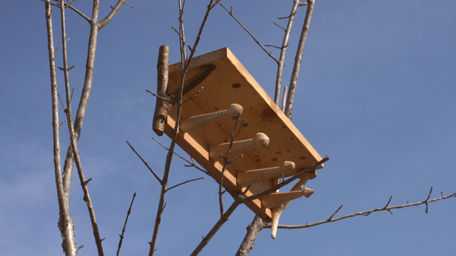 Wooden shelf stand on tree branches