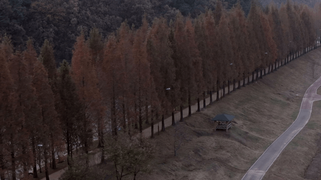A serene path lined with tall trees