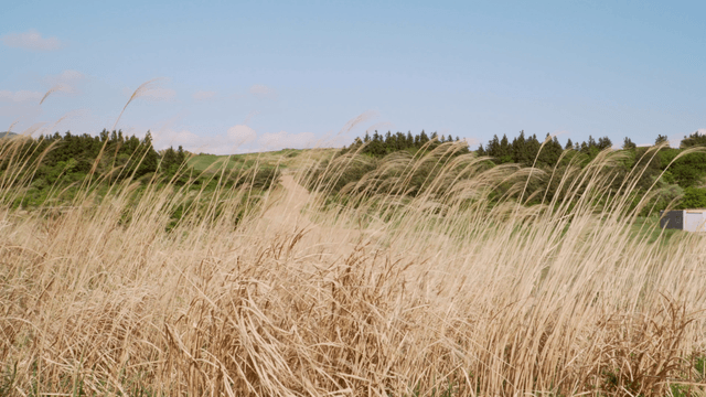 Field of tall grass swaying in the wind