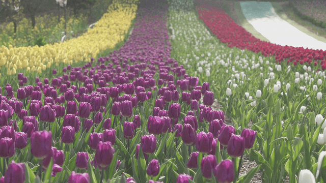 Colorful tulips lined up in a flower bed
