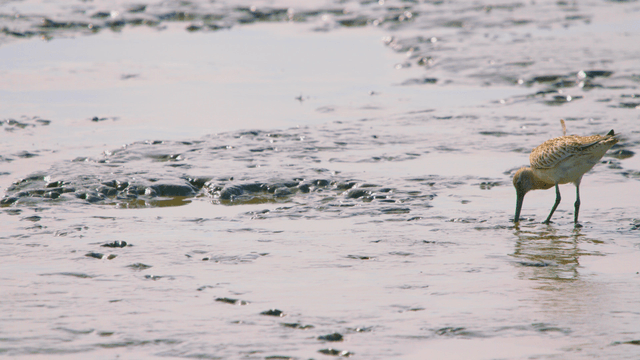 Sandpiper walking along the muddy shore in search of food