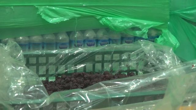 Fresh black raspberries in a plastic container