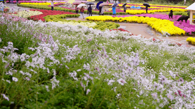 Visitors walking through a colorful flower garden in the rain