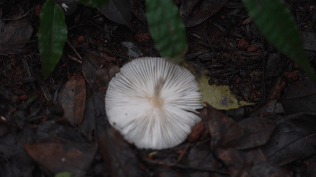 White mushrooms growing on forest floor