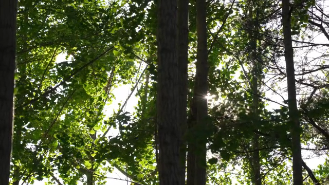 Sunlight filtering through forest trees