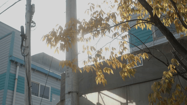 Sunlight filtering through autumn leaves