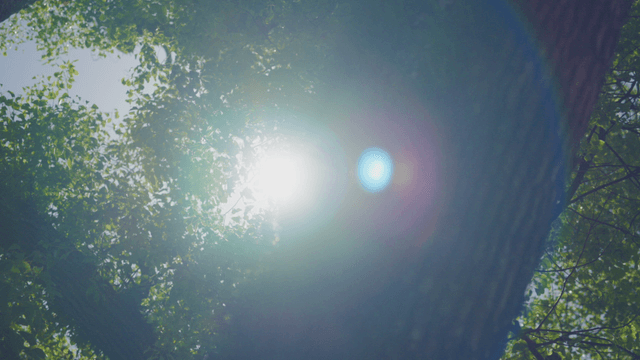 Sunlight filtering through forest trees