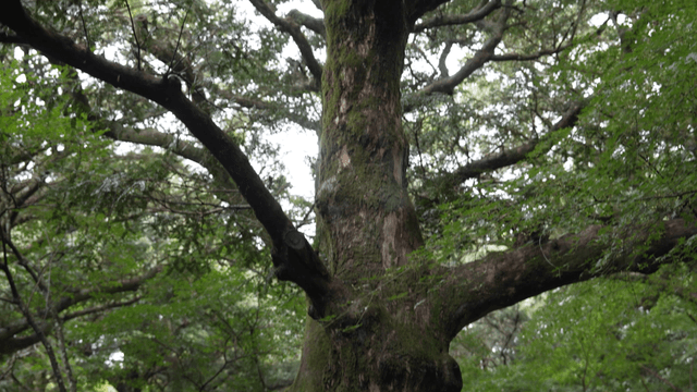 Old tree covered with thick moss in forest
