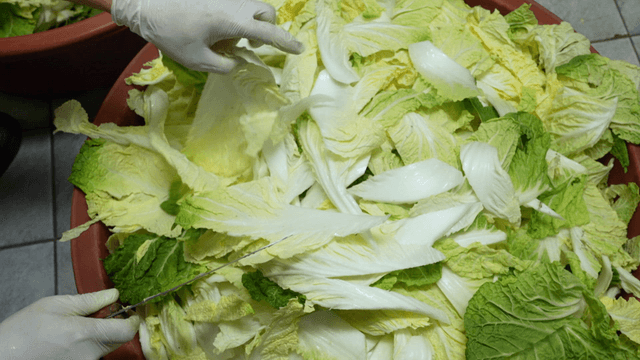 Preparing napa cabbage diagonally in large basin
