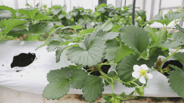 Strawberry plants growing in a greenhouse