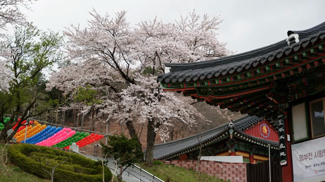 Traditional Korean temple with cherry blossoms