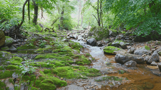 A serene forest valley with mossy rocks