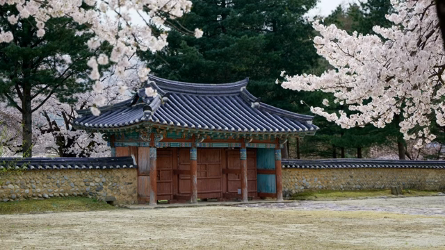 Traditional Korean house with cherry blossoms