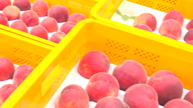 Many peaches neatly arranged in a yellow box