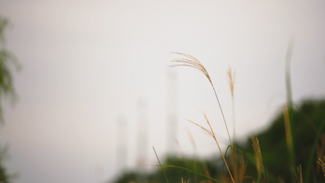 Tall silver grass swaying in the wind