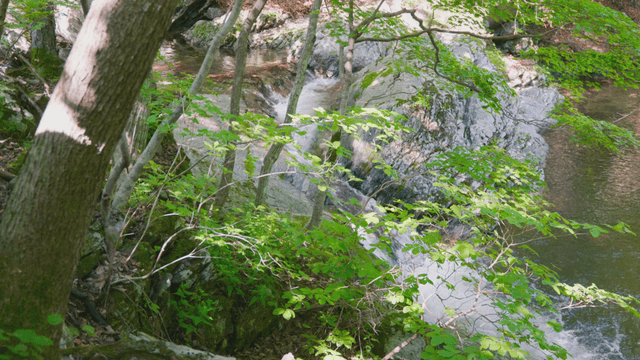 Trees leaning over the valley stream