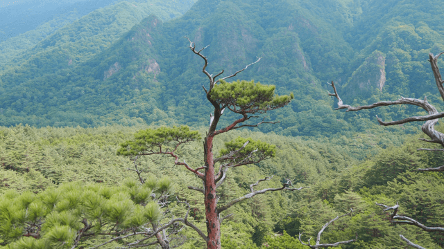 Lone tree in a green forest