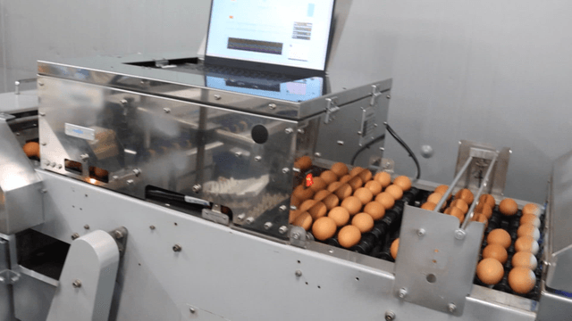 Eggs processed by factory machines