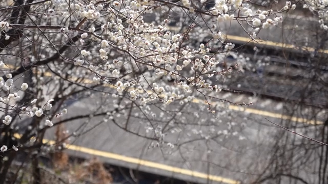 Cherry blossoms blooming on a branch in spring