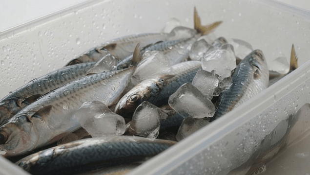 플라스틱 용기에 얼음과 함께 신선한 고등어