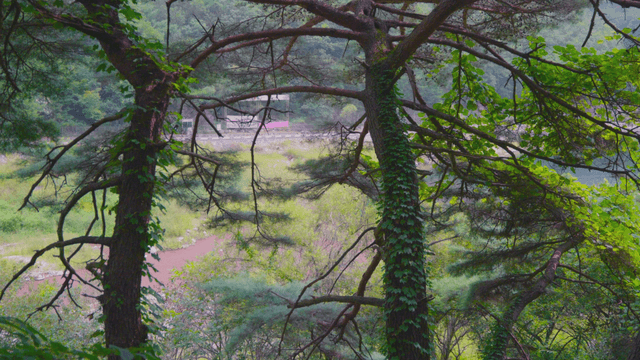Trees swaying gently in forest breeze
