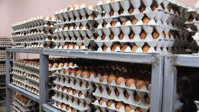 Stacks of arranged egg trays in storage room