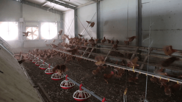 대형 실내 양계장에서 날개짓하는 많은 닭들