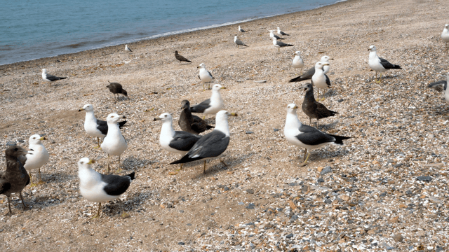 Seagulls gathered on a sandy beach