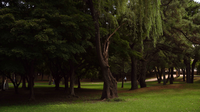 Peaceful forest path with people walking beside willow tree