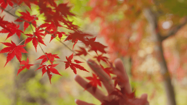 Hand touching red autumn maple leaf