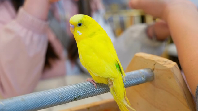 A yellow parrot perched on a bar