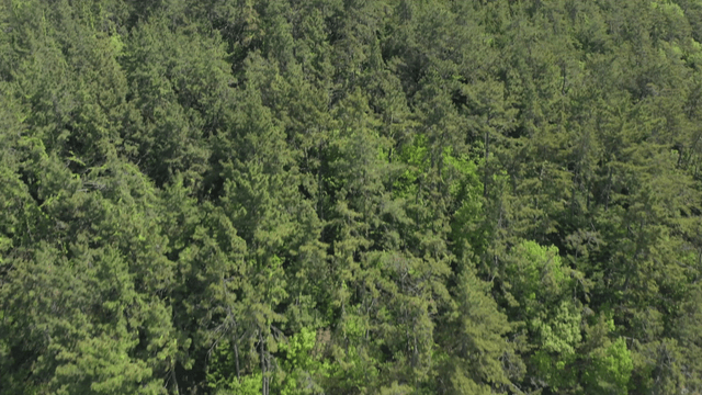 Serene coastal landscape with lush forests